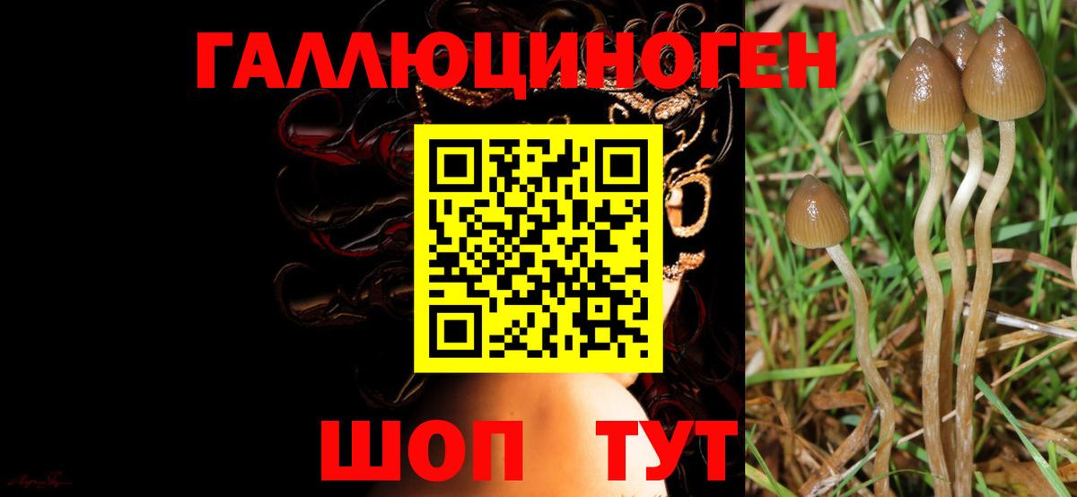 Галлюциногенные грибы ЛСД  Псилоцибиновые грибы мухоморы  Славгород  Вход с VPN 